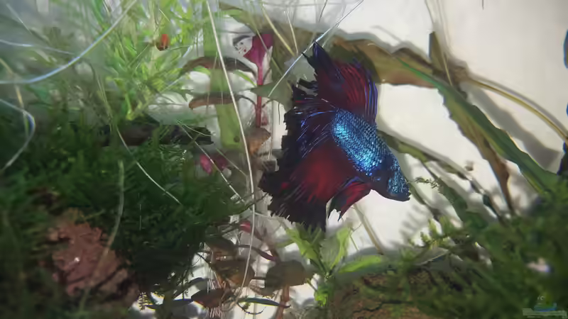 tolle Farbe  von Mel (20)