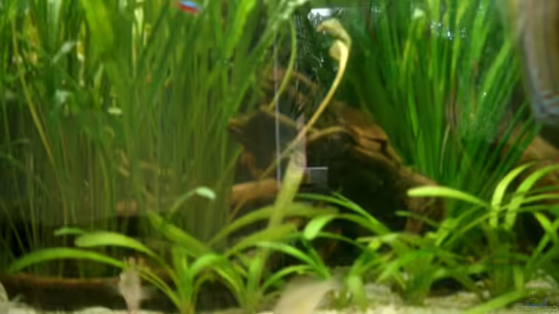 Toller Kontrast von Wurzeln und Pflanzen von Crenii (6)