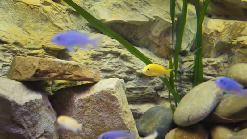 Tolles Farbspiel ^^ von Richy (27)