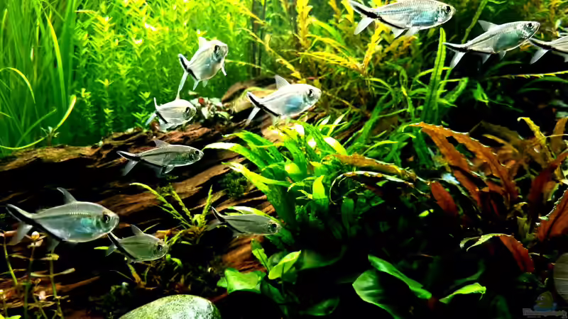 Tolles Schwarmverhalten von Comander (20)