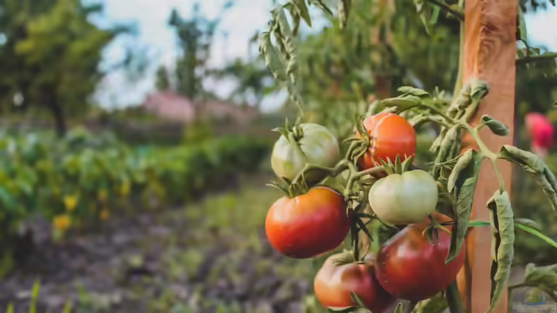 Tomaten nachreifen: So werden grüne Früchte nach der Ernte noch rot und aromatisch
