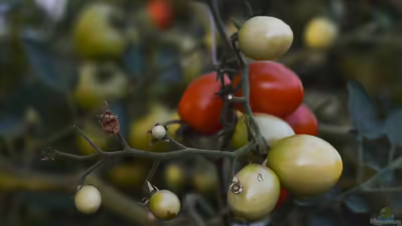 Tomaten nachreifen: So werden grüne Früchte nach der Ernte noch rot und aromatisch