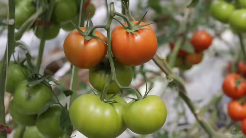 Tomaten nachreifen: So werden grüne Früchte nach der Ernte noch rot und aromatisch