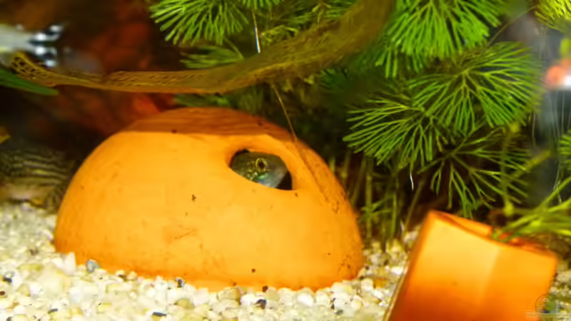 Ton als Werkstoff in der Aquaristik: Vielseitigkeit, Vorteile und Anwendungsmöglichkeiten