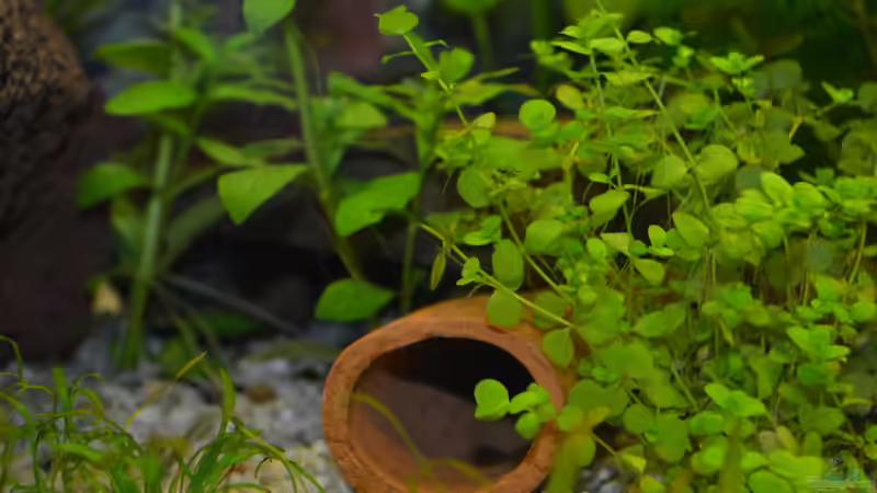 Ton-Röhre. Daneben habe ich mit Kieseln und einem flachen Stein noch eine Höhle von Lilobär (14)