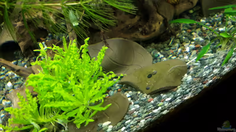 Tonblätter von Kathrin77 (25)