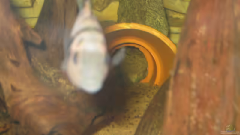 Tonfopf den die Fische aus irgendeinem Grund meiden  von Markus Hoffman (10)