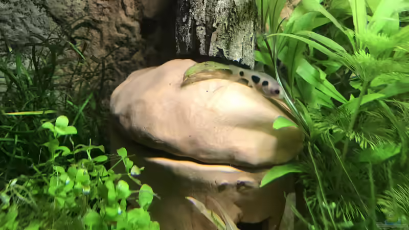 Tonhaus  von Bessey (18)