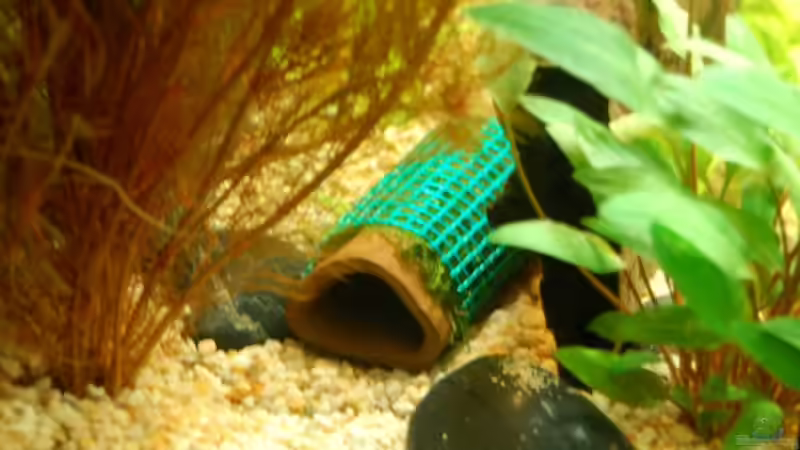 Tonhöhle mit Javamoos bepflanzt.... sollte in ca. 2 Wochen zugewuchert sein von Dirk Leidecker (11)