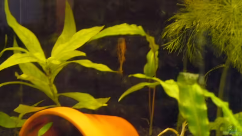 Tonhöhle Nr.1 von Zwergbuntbarschfan (10)