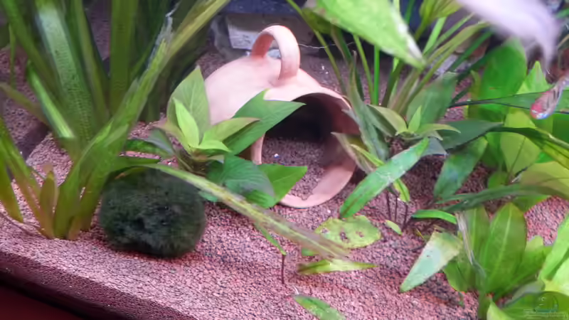 Tonhöhle (Tasse) von Dieter (28)