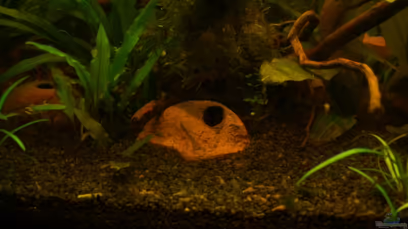 Tonhöhle von B-A-R-S-C-H(geschlossen) von RX (8)