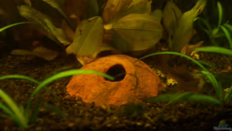 Tonhöhle von B-A-R-S-C-H(offen) von RX (7)