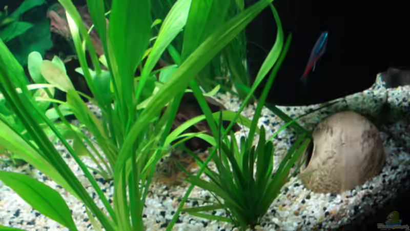 Tonhöhle von Chris 81 (19)