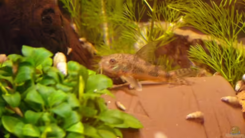 Tonhöhle von Der kleine Delfin (10)