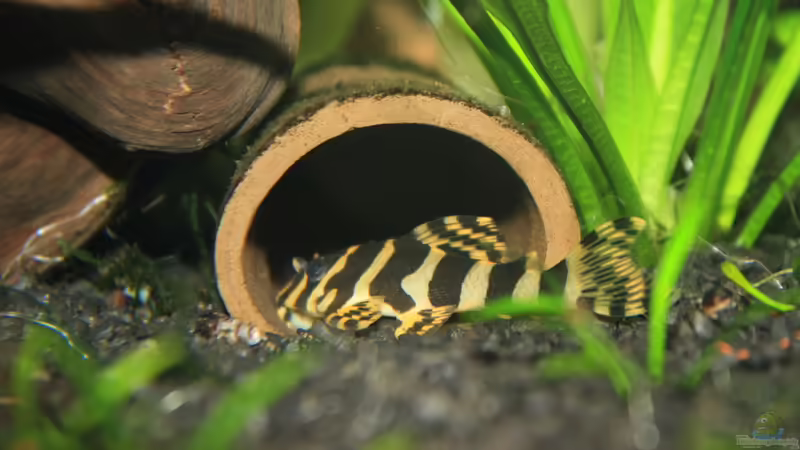 Tonhöhle von semimarinus (21)