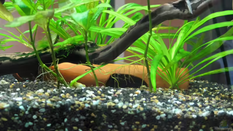 Tonhöhle von tomtirol (3)