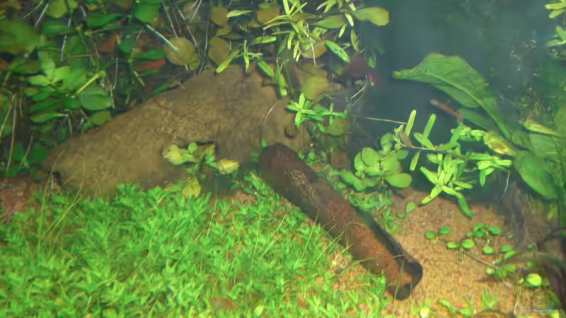 Tonhöhlen, Seemandelbaumrinde, Mooskugeln von Aero-Frank (13)