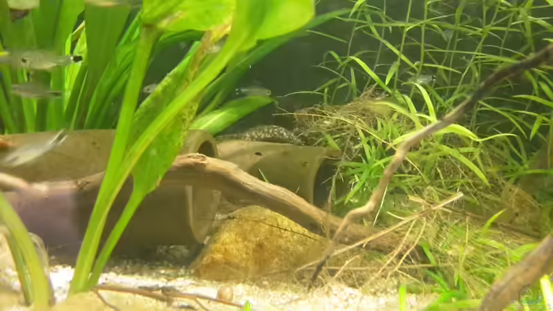 Tonhöhlen mit Wels-Weibchen von mikeschchaos (4)