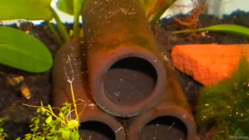 Tonhöhlen zum verstecken von Marci (10)