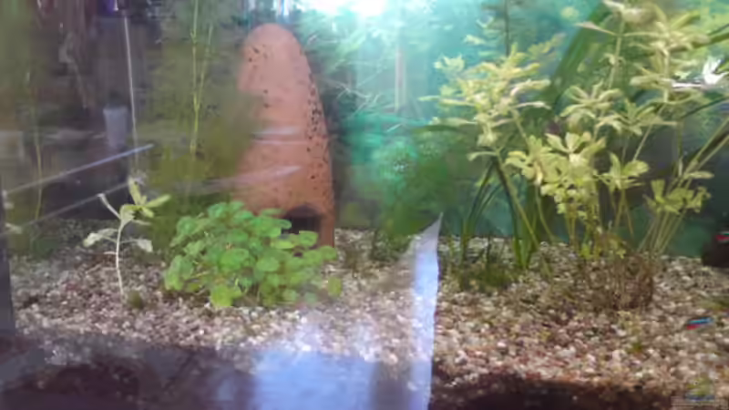 Tonhöle von Körbchen84 (6)