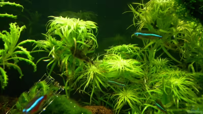 Tonina Belem von Marc Joist (8)