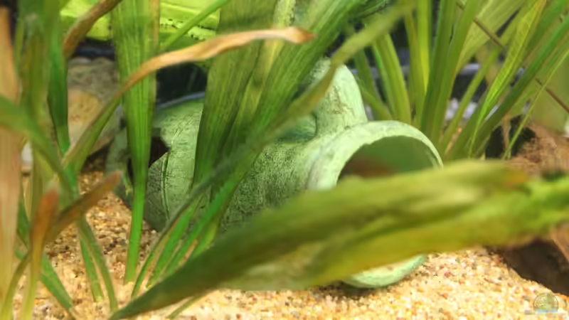 Tonkaraffe von DreamTümpel (8)