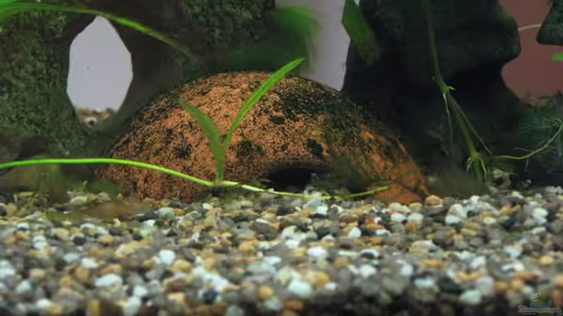 Tonkuppel (Laichplatz der Kakadu-Zwegbuntbarsche) von tomtirol (5)