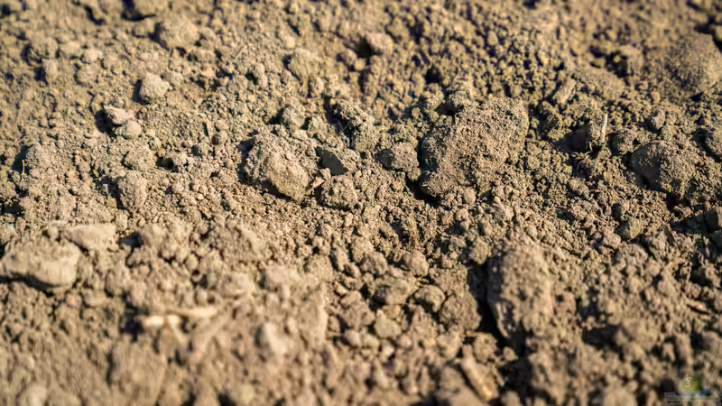 Tonmehl im Terrarium verwenden - umfassender Leitfaden für Bodengrund, Struktur und Feuchtigkeitsmanagement