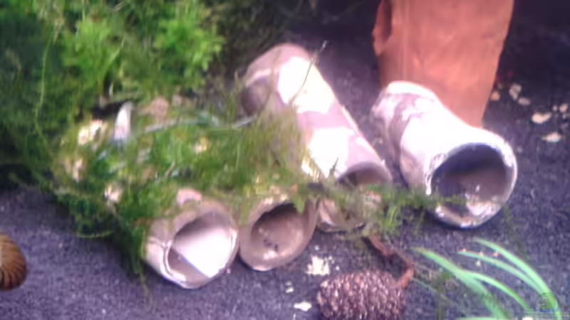 Tonröhrchen als Krebsversteck teilw. mit Javamoos bebunden von Bully-1999 (3)