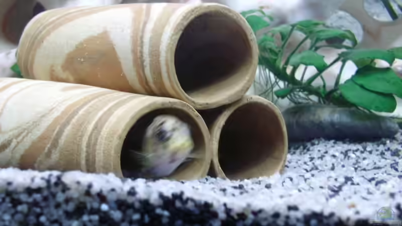 Tonröhrchen von Frank S. (8)