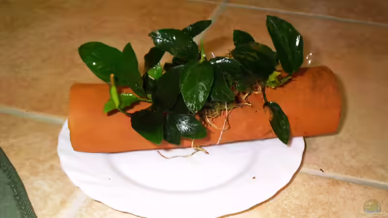 Tonröhre mit Pflanze von Adamov (27)