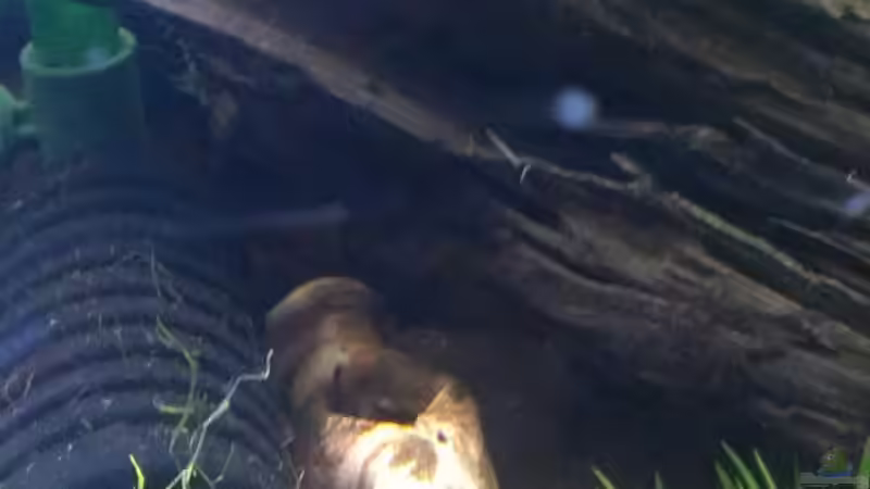 Tonröhre von Jan H. (9)