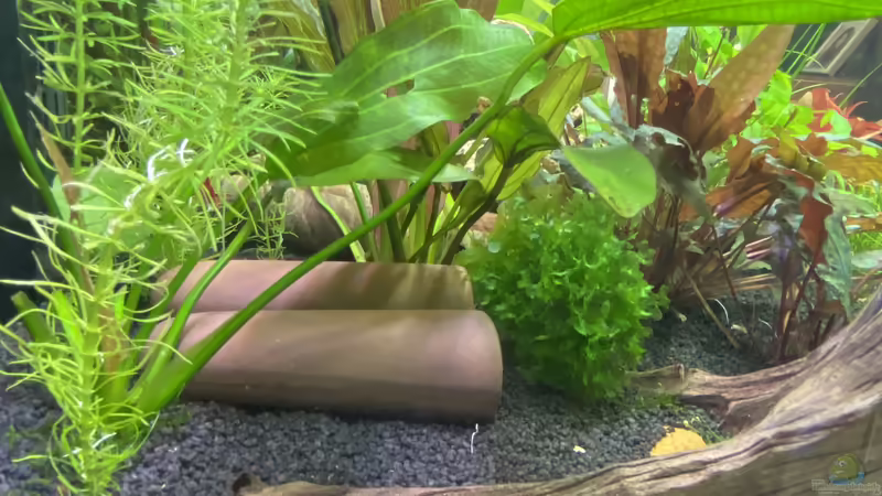 Tonröhren  von Ottche (42)