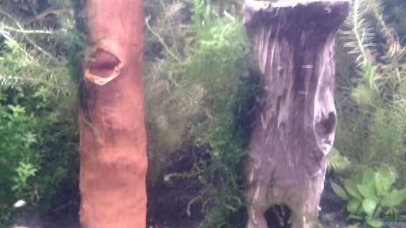 Tonröhren (Garnelenstämme) mit Javamoos bebunden von Bully-1999 (2)