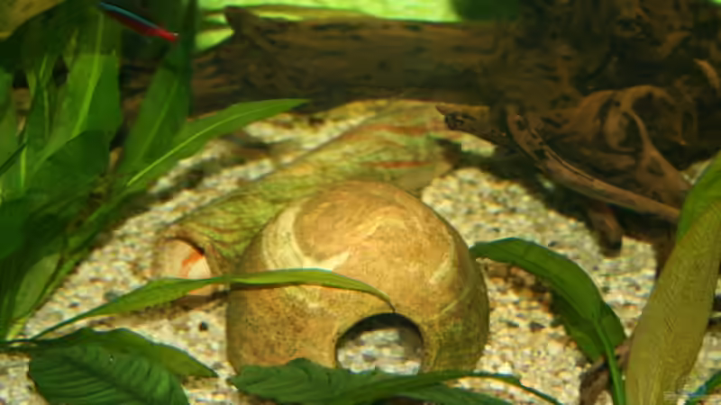 Tonröhren und Höhlen für die Welse von Steffen Rübsam (17)