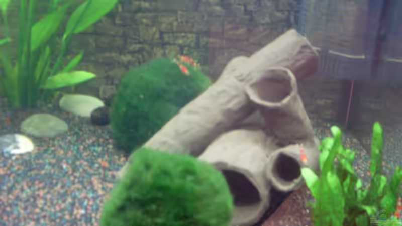 Tonröhren von Brausefisch (10)