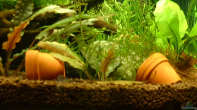 Tontöpfe(tolle Verstecke.....) von Herzilein (7)