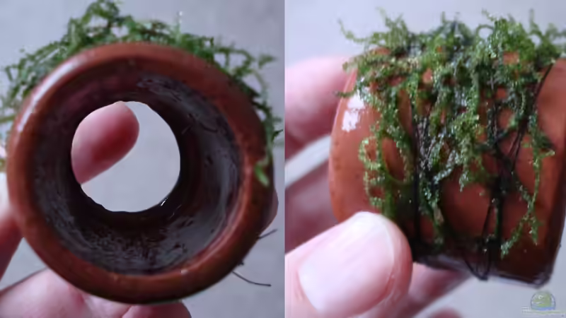 Tontopf mit Moosbewuchs von Aquilegia (11)