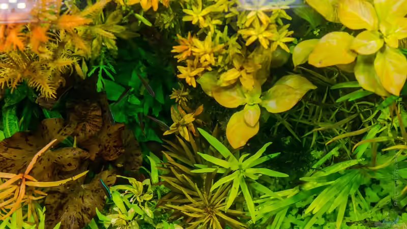 Top View 19.08.15 von Betta Chris (32)