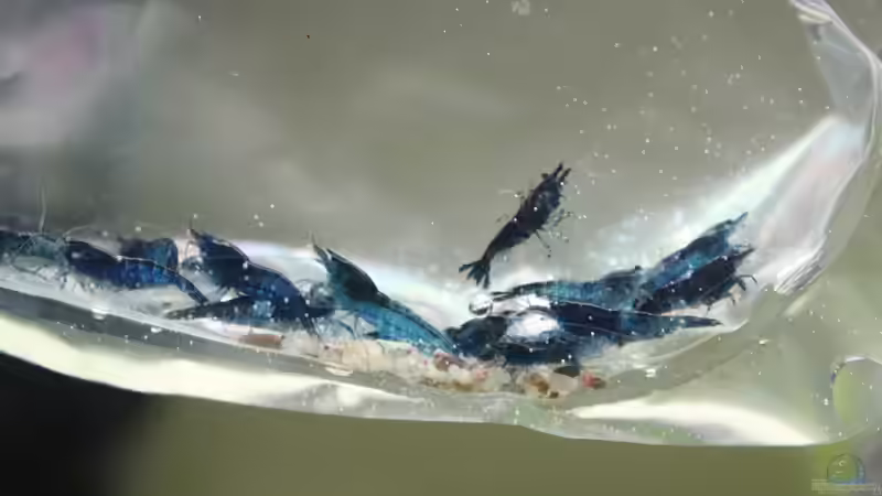 Topas Blue-Garnelen - Eingewöhnung von X-Rayminator (30)