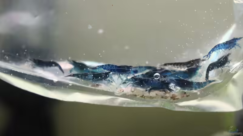 Topas Blue-Garnelen - Eingewöhnung von X-Rayminator (31)