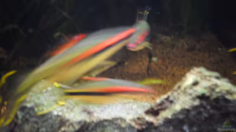 Topedos leicht verschwommen von Jan Hüsemann (14)