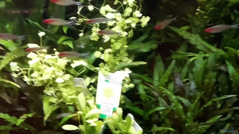 Topfpflanzen im großen Becken ´zwischengeparkt´ von Der Nicky (55)