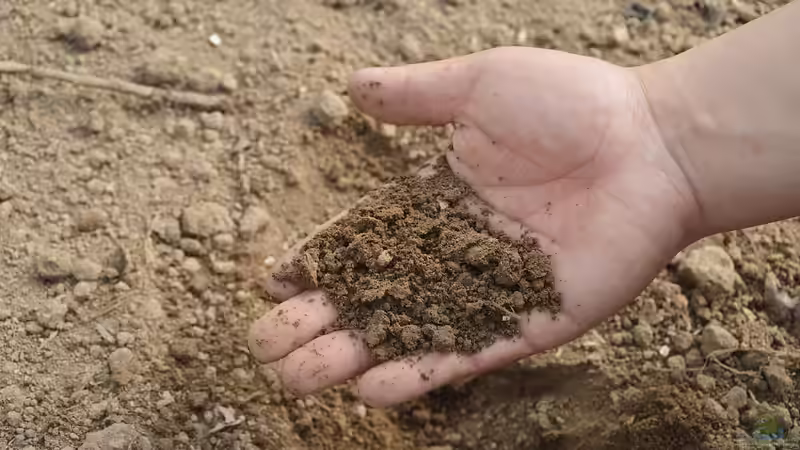 Topsoil (Oberboden) - Der Guide für deinen Garten: Zusammensetzung, Tests, Verbesserung, Kauf und Anwendung