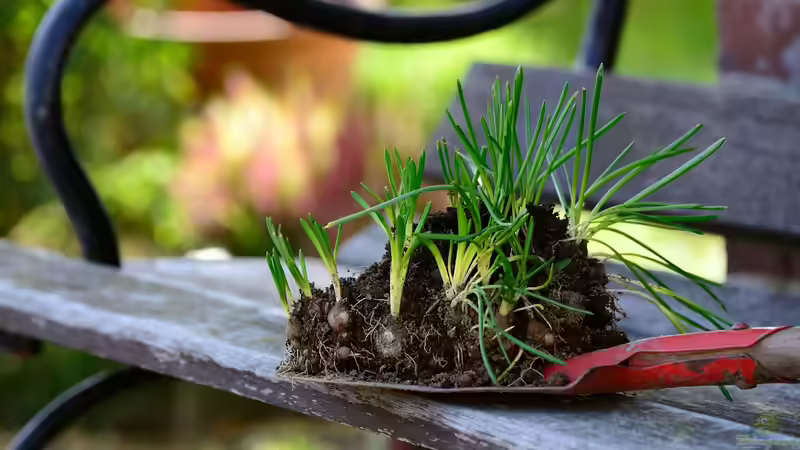 Topsoil (Oberboden) - Der Guide für deinen Garten: Zusammensetzung, Tests, Verbesserung, Kauf und Anwendung