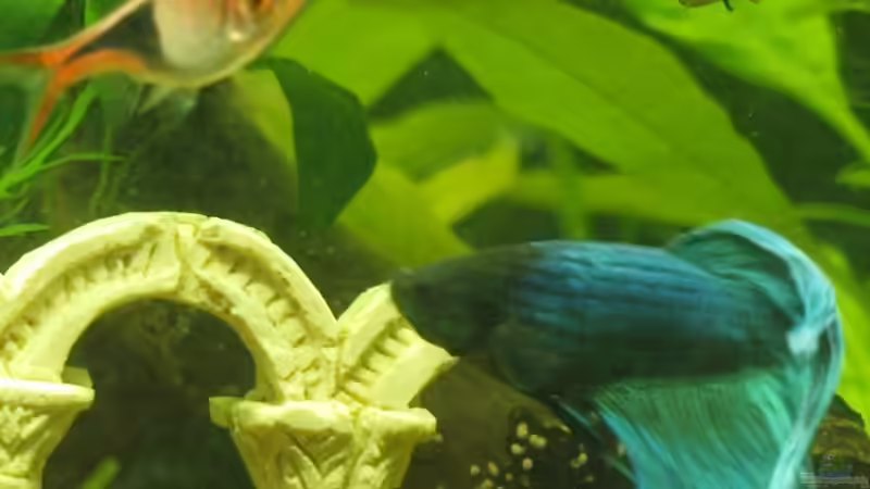 Torbogen von Marion1705 (3)