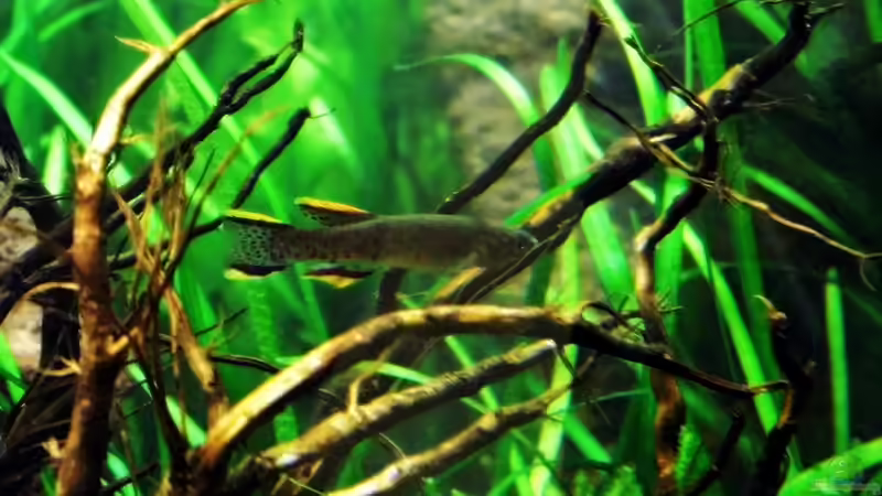 Torfansatz für Killifische - Naturnahe Zuchtmethode für empfindliche Eierleger