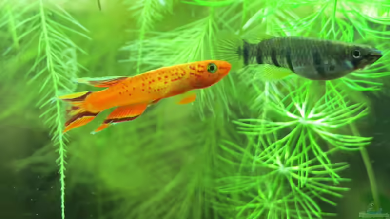 Torfansatz für Killifische - Naturnahe Zuchtmethode für empfindliche Eierleger