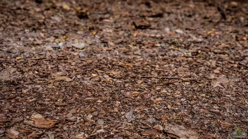 Torfersatz im Garten: Nachhaltige Alternativen für gesunde Böden und eine grüne Zukunft